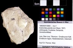 Foto (Objket + Etiketten) von Eodromites grandis (von Meyer, 1857) 